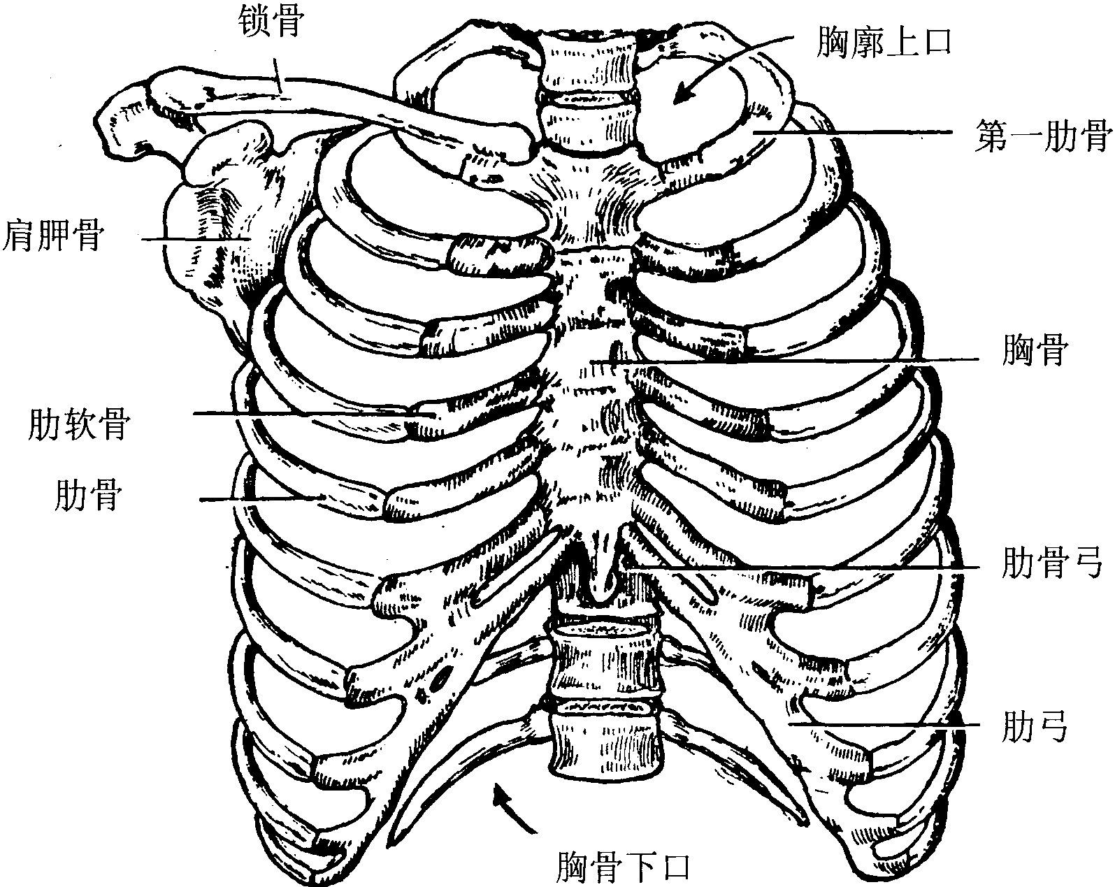 胸廓是由肋骨,胸骨,锁骨,胸椎,肩胛骨共同围绕组成